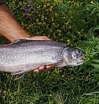 hand holding a fish